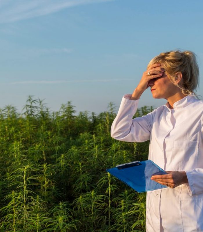 How Can U.S. Researchers Get Good Data When They Can Only Access Bad Weed?