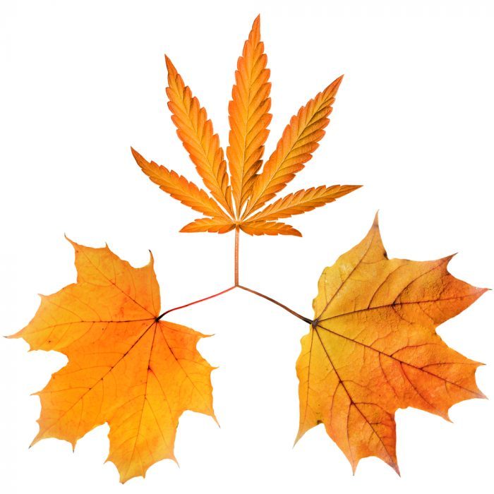 maple leaves and cannabis leaf