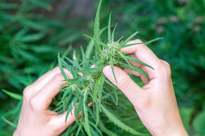 hands holding cannabis plant