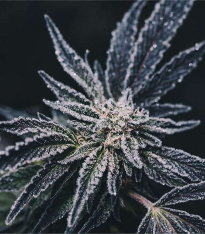 Science Says Freezing Cannabis Is The BEST Way To Keep Potency
