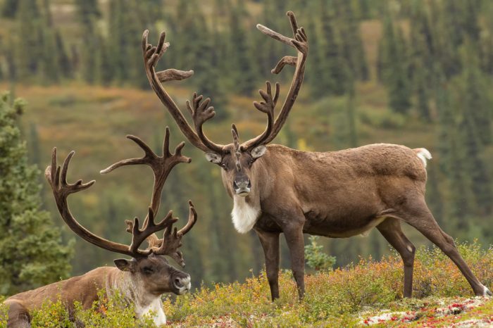 caribou in field with boreal forest in back