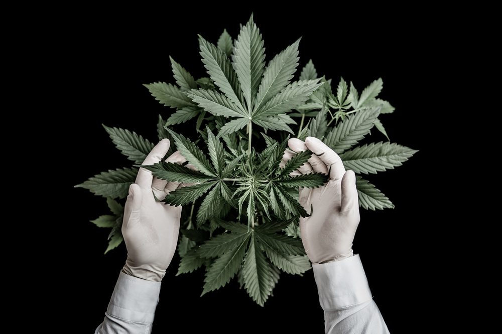 cannabis