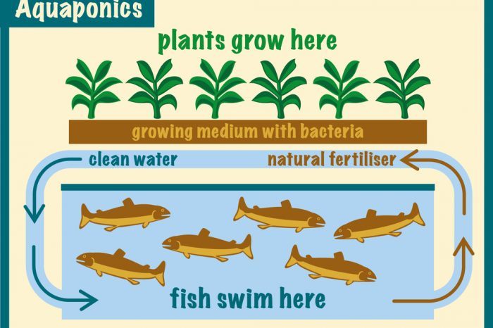 an aquaponics system at work in a graphic