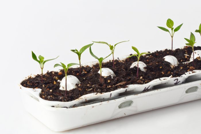 living soil with plants growin out of egg carton