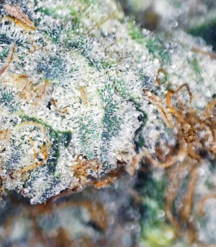Wedding Cake Strain: Tying the Knot with Endless Cannabis Varieties