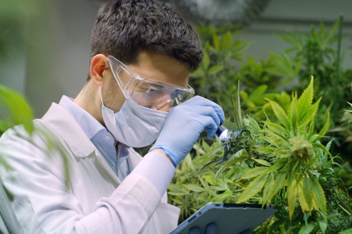 cbd and thc together under analysis from scientist with cannabis plant