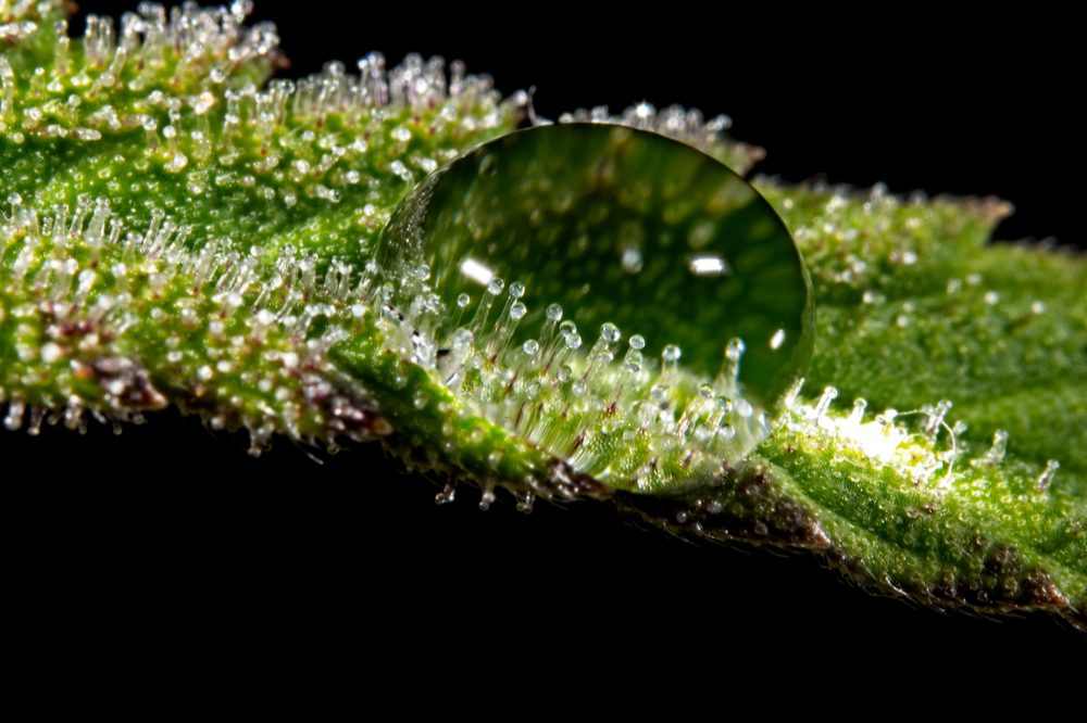 trichomes under ball of water