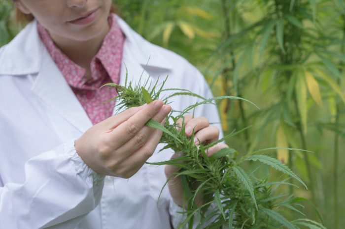 cannabis doctor represented by young woman looking seriously at some growing cannabis