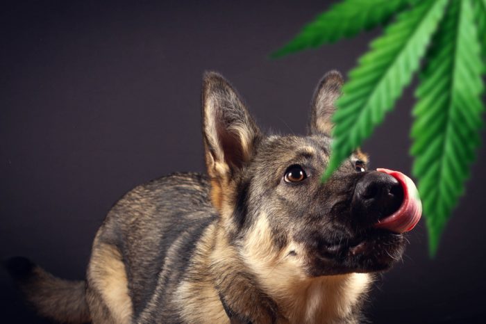dogs with cancer might find help with cannabis, like this dog sniffing a cannabis leaf