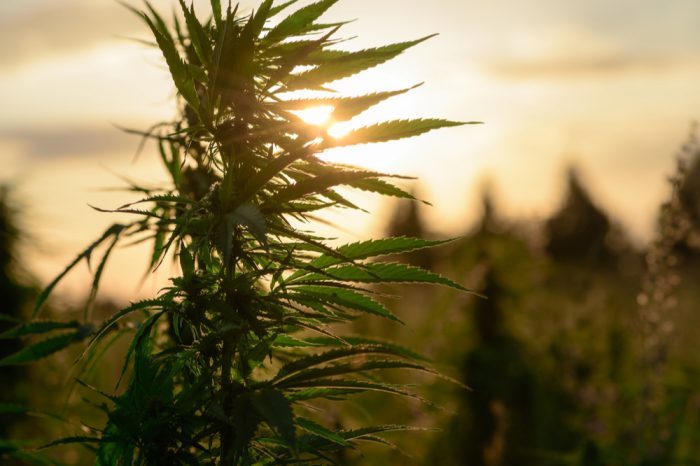 effects of climate change represented by sunset behind cannabis plant