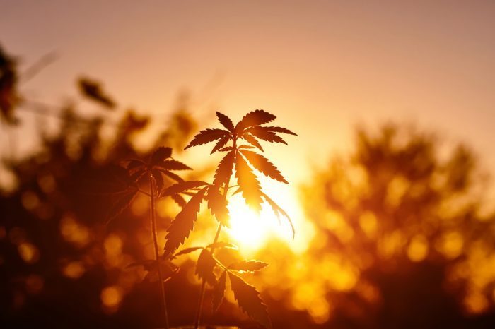 cannabis leaf on farm in sunset