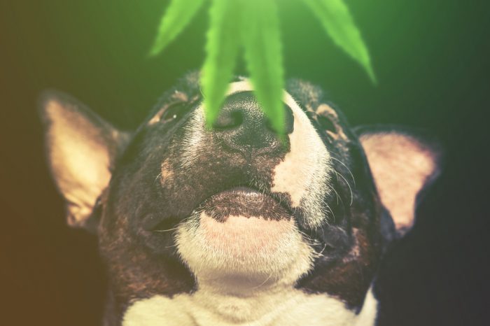 The Endocannabinoid System in Animals is Different than in Humans