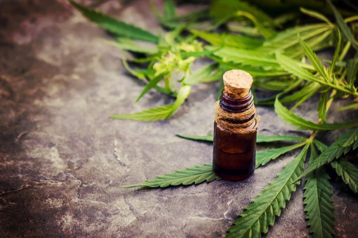 hemp medicine in plant form and in a bottle