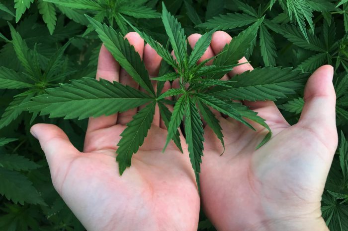 how much cbd for epilepsy represented by hands holding cannabis plant