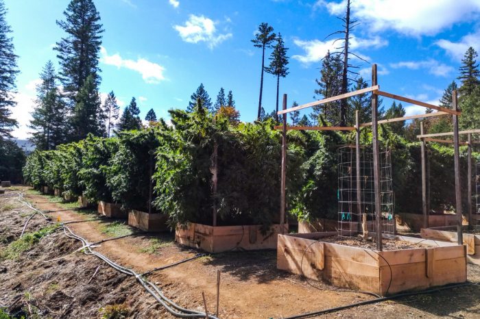 donations couldn't be made by the growers of this nice cannabis farm