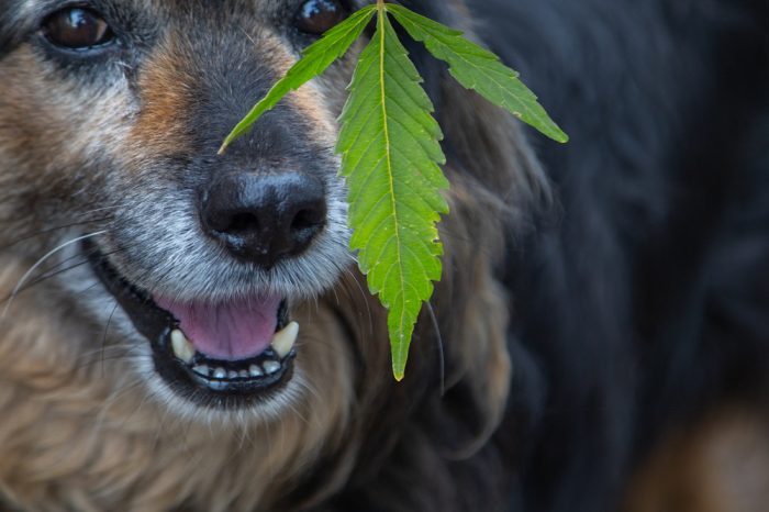 how much cbd for dogs represented by corgi or german shepherd sniffing cannabis leaf