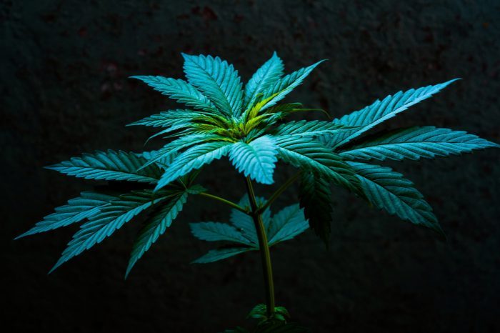 cannabis plant which could help liver disease patients