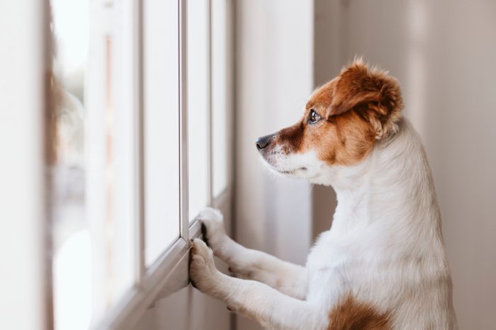 a dog feeling lonely at the door after being left alone