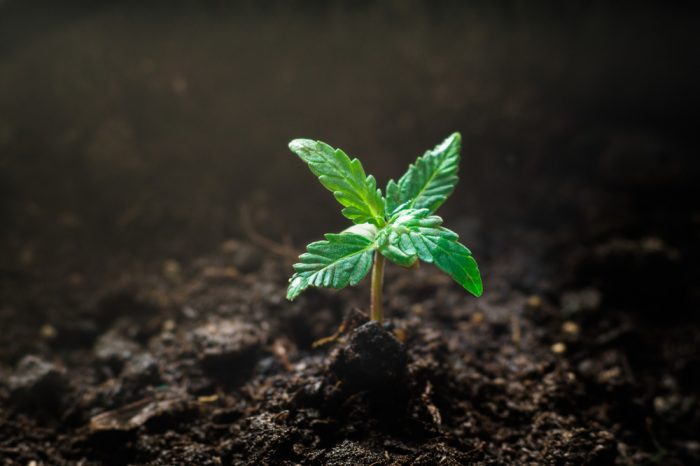 seeds in space represented by cannabis growing in soil