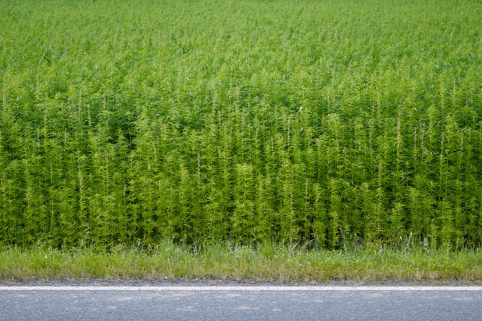 why hemp is bad represented by large hemp field