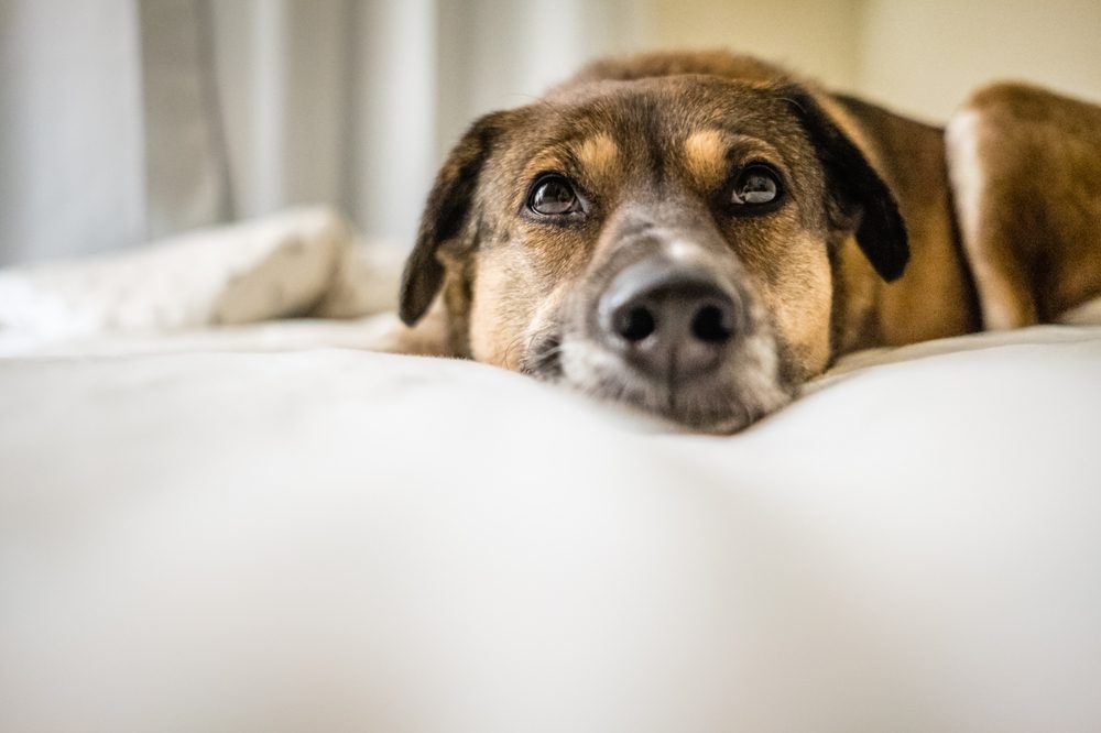 BENEFITS AND RISKS OF USING CBD FOR PETS represented by relaxed dog on a bed