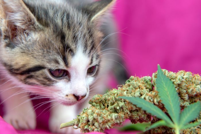 What is the Best Pet Cannabis Treatment for Your Furry Friend?