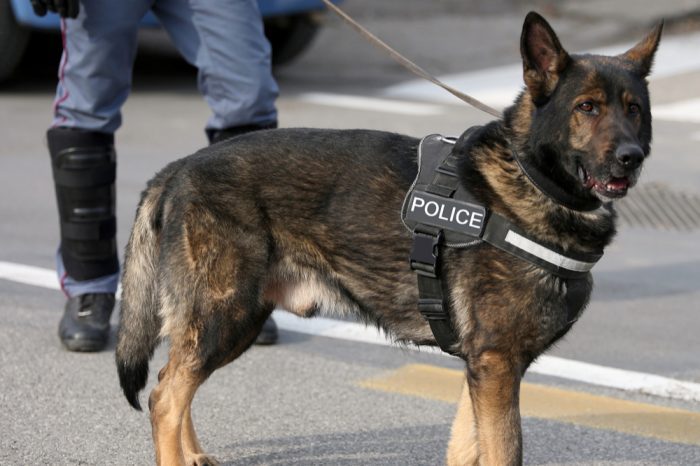 cannabis patients might be nervous of a police dog like this