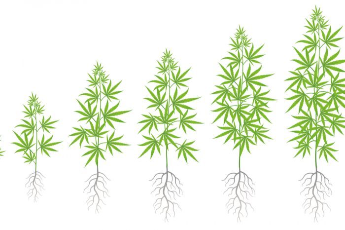 cannabis root medicine represented by chart of root and plant growth