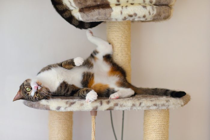 cats and catnip represented by cat being silly in cat tree