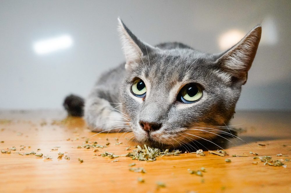 photo of There is Nothing the Same About Catnip and Cannabis image