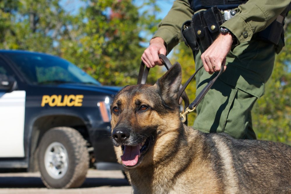 Legalization Has Drug Sniffing Dogs Losing Jobs RxLeaf