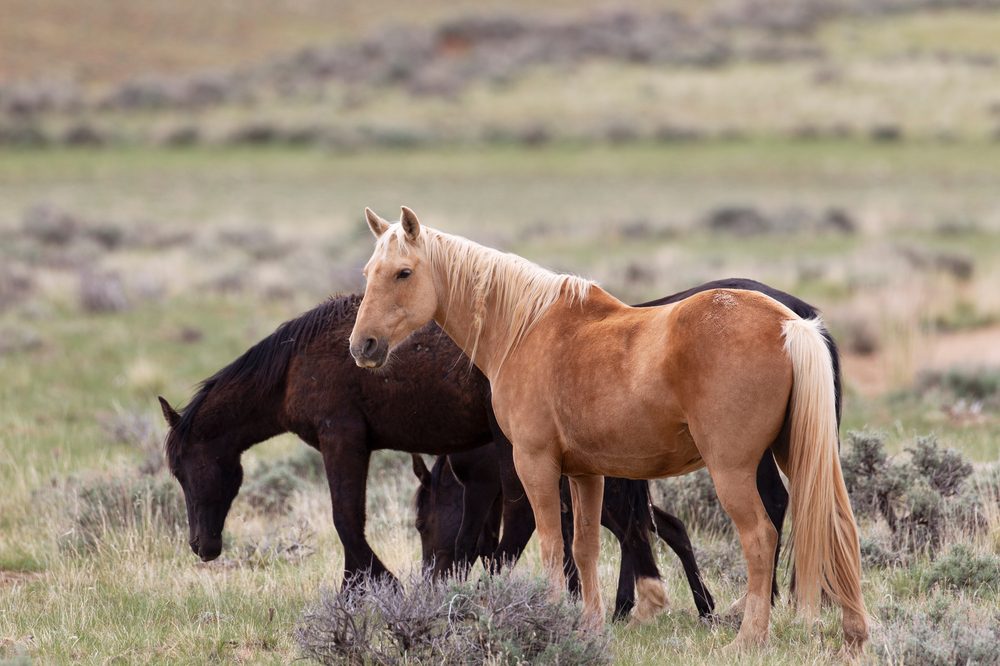 photo of Cannabis for Horses? The Latest Research on Equine Cannabis Medicine image