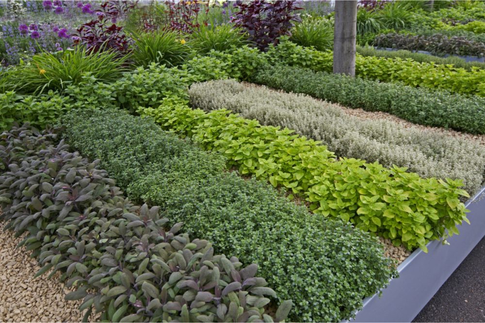 herb garden ideas represented by herbs growing in beautiful rows