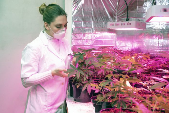 researcher doing quality control on lab cannabis