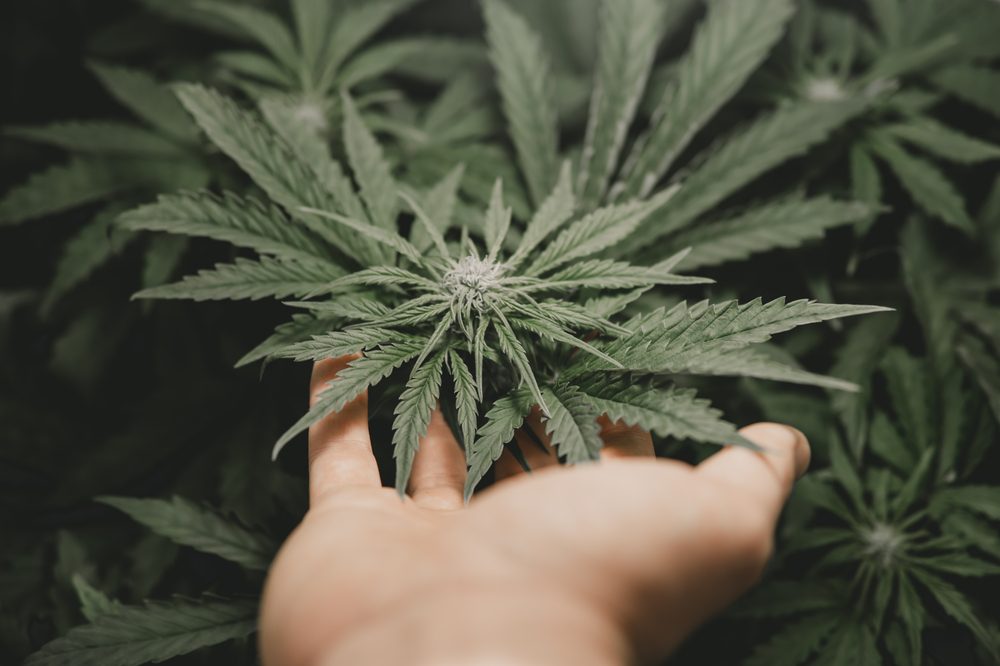 schizoprenia and cannabis use represented by person reaching out to cannabis plant