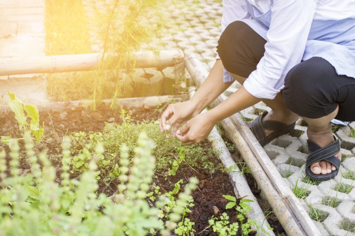Herb Garden Ideas to Really Boost Your Cannabis Grow