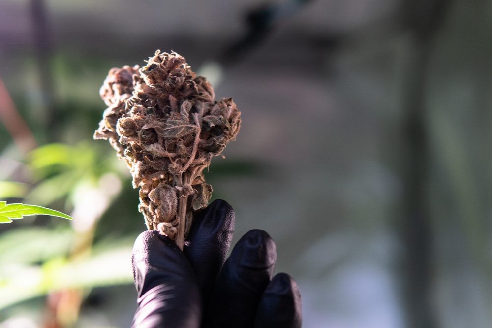 CANNABINOIDS AND TERPENES would be in this cannabis bud held up by gloved hand