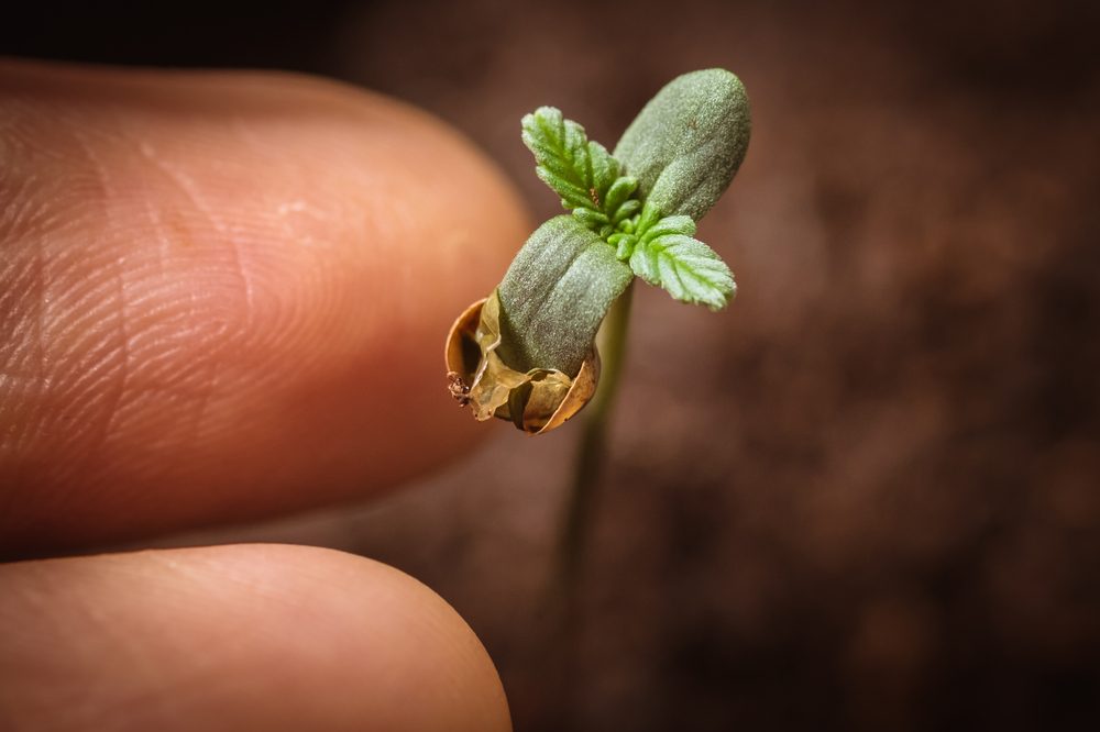 craft cannabis grower holding tiny new seedling
