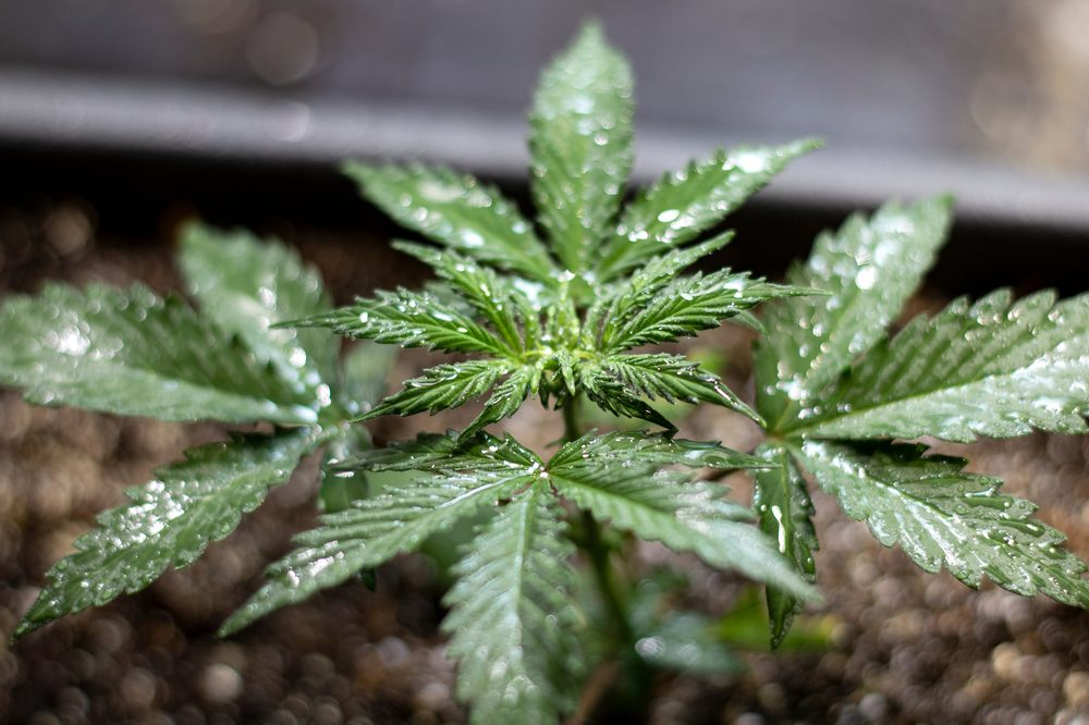 wet cannabis leaves that might make you wonder how to fix wet weed