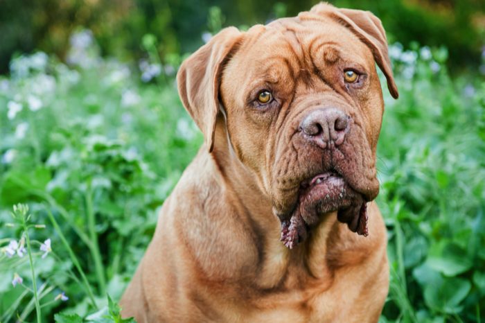 Does CBD Have a Role in Managing Dog Cancer?