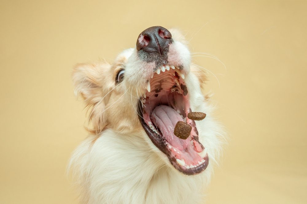 Potential Benefits of Dog Treats With Cannabis Oil