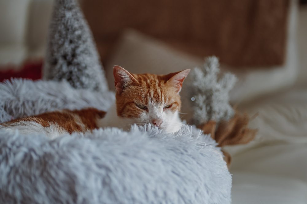 false advertising in hemp cbd for pets could harm this cat on a bed