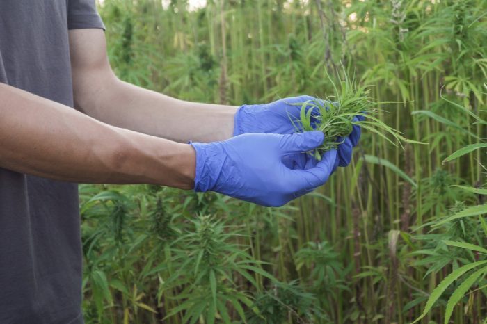 LEGAL LIMIT OF THC IN HEMP being looked at by farmer
