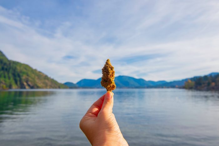 Rights for Cannabis Patients in bud held aBove pretty scenery
