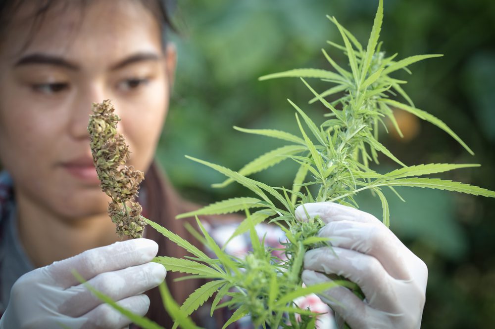Woman looking at health of cannabis plant. CO2 levels for growing cannabis are key for larger yields and plant growth