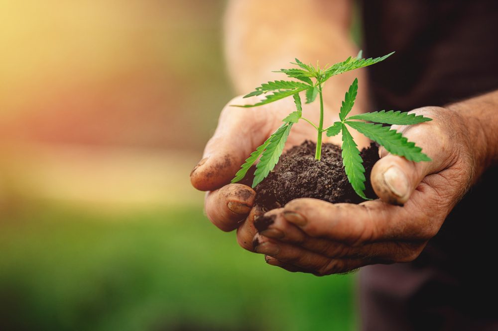 Tricks to Making the Most of Growing Cannabis Outdoors
