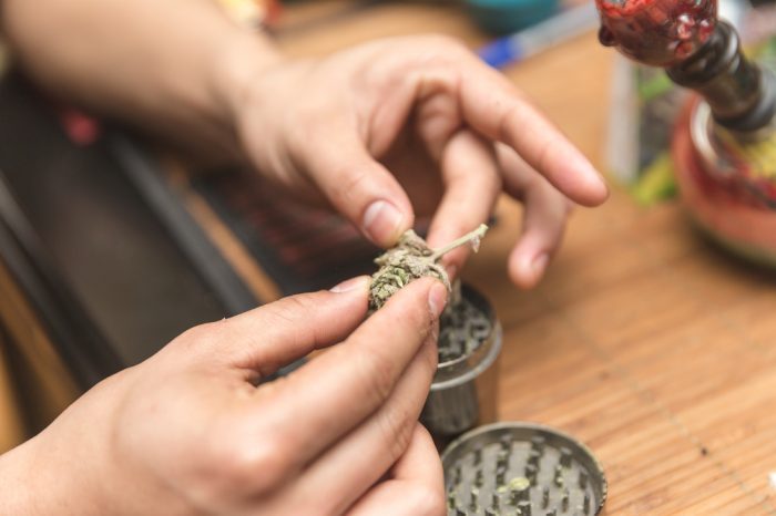 Quality Control for Cannabis represented by hand holding cannabis bud over grinder
