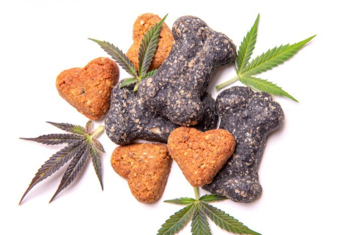 can I give CBD to my Dog represented by cbd dog treats