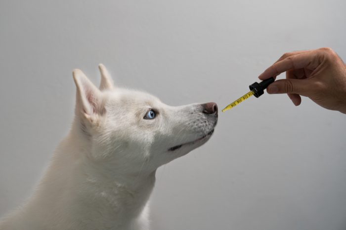 can I give CBD to my Dog represented by white dog with blue eyes receiving cbd form dropper