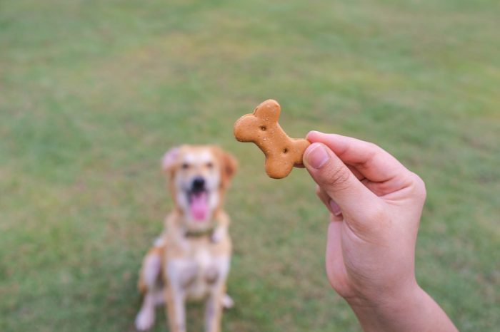 CBD Treats for Dogs are Easy to Make and Ensure Proper Dosing